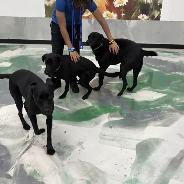 Daycare playtime at K9 Rox Club Las Vegas